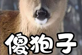 第19集丨神兽傻狍子，东北人自己的卡皮巴拉#傻狍子