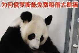 同样是租借熊猫，为何俄罗斯成为唯一免费租借到我国大熊猫的国家视频封面