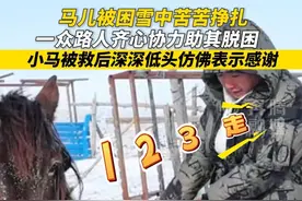 马儿被困雪中苦苦挣扎 一众路人齐心协力助其脱困 小马被救后深深低头仿佛表示感谢#人与动物和谐共处 #动物救援 #暖心的一幕