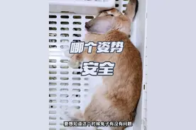 兔子这几个姿势都代表什么意思？#科学养兔