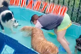 边牧是懂记仇的 泳池买小了，但是我玩的还挺开心😂#边牧是边牧狗是狗 #狗狗游泳 #不养狗不知道养狗的乐趣视频封面