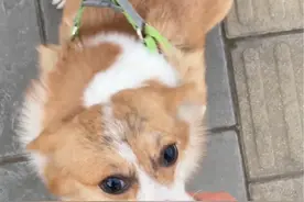 偶遇一只超级超级可爱的柯基！它主人好好呀让我摸它！它超级热情！它一直摇尾巴！我超级超级喜欢它！