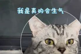 小猫提醒你，该吃夜宵啦 十九的每日睡前固定流程 #美短虎斑猫 #干饭最积极的小猫 #谁能拒绝傻憨憨的小猫咪 #吃货猫 #