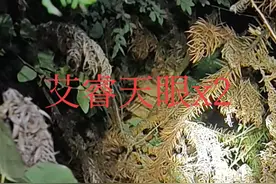 天眼x2一款不短升级的热成像，玩了几年还是新款热成像，技术一直遥遥领先，玩树林性价比超高一款热成像，喜欢可以来我直播间，晚上8点直播#热成像 #艾睿热成像 #艾睿天眼x2视频封面