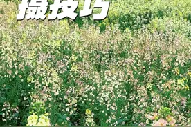 五个拍花新方法 通用油菜花拍摄教程，一个比一个好看，简单易学#拍花技巧 #拍摄花朵教程 #油菜花 #油菜花拍照 #拍花视频封面