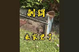 家里来只大刺猬🦔，好肥；以前觉得法国乡下安全，现在我有点害怕#法国乡村生活 #法国#刺猬 #院子的梦想 #院子 @中法爱登