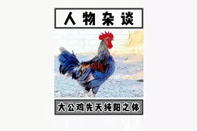 平时你叫它大公鸡它不挑理，但工作时你得叫它一声昴日星官...