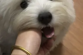 小狗就算睡着了也会第一时间起来欢迎我🥹 #西高地 #萌宠出道计划 #狗狗欢迎主人回家的方式 #养狗的乐趣 #开门有惊喜视频封面