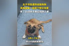 女子深夜遇到迷路狗狗，将电梯每一层按下帮它找家，停了10次终于帮它找到了家【编辑：李佳晓(实习)】#迷路狗狗 #萌宠