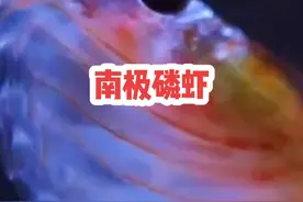 蓝鲸一口就要吃掉200万只，它是海洋中数量最庞大的生物视频封面