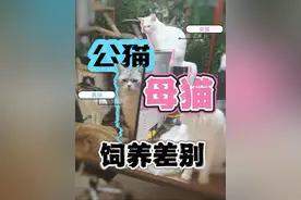 公猫母猫，饲养差别#新手养猫 #养猫人 #养猫新手