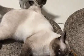 我的天！得物终于揭开了不埋大小便的身份之谜！#打开得物app鉴别真假 #暹罗猫 #猫咪的迷惑行为