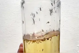 这蚊子还挺硬 #孑孓 #蚊子幼虫孑孓 #蚊子视频封面