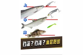路亚新手野钓翘嘴鳡鱼鳜鱼如何操作精细划分水层！ 为什么同样的位置别人总是可以多钓几条？今天一个视频讲明白水层的重要性，哪怕鳜鱼都有讲究，翘嘴鳡鱼更需要找水层！推荐2个钓组方便新手更简单的将饵控在上下层！#路亚新手入门教程 #钓鱼技巧 #绫罗pe线#飞过头二代#科迈龙小高尔夫三代