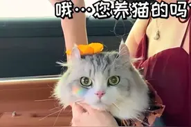 上了我的车，还想走？ #打车 #拼车 #猫咖 #猫猫也要工作了视频封面