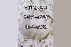 三线仓鼠为什么更好上手#金丝熊 #仓鼠 #养仓鼠知识