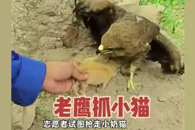 有人求助说老鹰抓走小猫，问题还挺棘手，最后很暖心 #猫咪