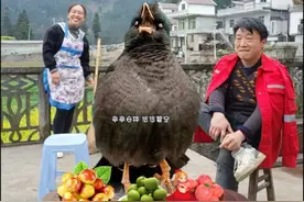 #会说话的小鸟 #小八哥会唱歌了 #八哥为什么会学人说话 #小鸟成精了