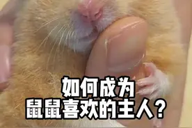 如何成为仓鼠喜欢的主人？#仓鼠🐹 #金丝熊 #新手养仓鼠指南