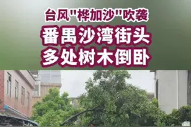 台风“桦加沙”吹袭下广州番禺沙湾街头现状 台风“桦加沙”来袭！广州番禺沙湾街头，多处树木倒卧！这是今天（2025.09.24）早上街头情况，目前风大雨大，非必要不外出！ #发现禺城 #番禺沙湾 #台风