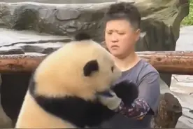 去重动游玩，看小时候的渝可有多粘奶妈，不管天气多热 时刻都想粘在奶妈身上，像粘了胶水一样@vivo #Y300Pro续航灭霸 #国宝不愧是国宝 #大熊猫渝可渝爱视频封面