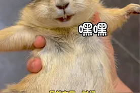 土拨鼠混进狐獴群竟导致狐獴断子绝孙？！？！