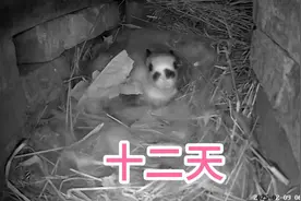 小兔出生就被兔妈埋在土里十二天，从今天开始小兔眼睛就能睁开了视频封面