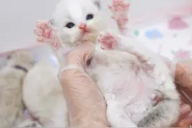 小奶猫打呼噜也太治愈了～  #布偶猫 #小猫是平淡生活的解药