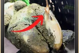 牛蹄内隐藏着一个脓液喷泉！#修牛蹄 #修蹄 #解压 #极度舒适视频封面