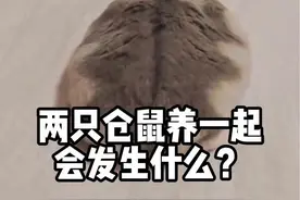 两只仓鼠养一起会发生什么？#金丝熊 #仓鼠 #仓鼠合笼