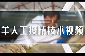 #知识科普 #科学养殖 #农业科技 #三农  羊人工授精技术视频