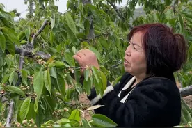 樱桃🍒 #樱桃 #亮亮丽君农产品 #我的乡村生活视频封面