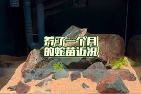蛇苗入手养了一个月，分享下近况 #黄金眼镜蛇雷龙 #眼睛蛇雷龙视频封面
