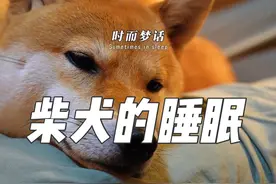 别打扰你爱睡觉的小柴，睡姿多姿多娇的他们正长身体呢。#柴犬 #柴柴日常 #狗狗的心思都写在脸上了 #萌宠日常记录 #萌宠出道计划视频封面