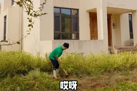 满院子的小黄姜成熟了，今天我把它们全挖了。#vlog日常 #平凡生活 #我的乡村生活 #院子生活 #小黄姜视频封面