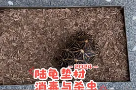 陆龟垫材杀虫与消毒#神奇动物在抖音 #萌宠出道计划 #陆龟视频封面
