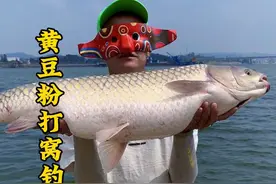 终于明白，为什么黑坑老板禁用黄豆粉打窝，原因竟是这样 #钓鱼视频封面