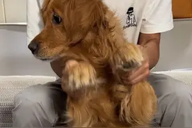 狗：怎么回事，我怎么把肠扔了…@抖音短视频 #猫猫踢冻干挑战 #萌宠出道计划视频封面