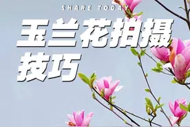 谁拍谁出片的万能拍花教程 春季万能拍花技巧，简单又好学#赏花 #拍花技巧 #玉兰花 #手机摄影 #拍花