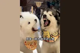 养了两只小狗才发现一碗水端平这么难 #阿拉小冠军#萨摩小健将#多宠家庭#又好又便宜#格力冰箱