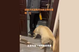 狗子的迎接方式，没有对比就没有伤害呀#团子 #拉布拉多 #狗狗 #萌宠出道计划 #动物的迷惑行为视频封面
