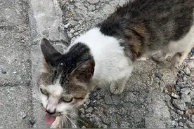 喵语实战，总有一款能和流浪猫对上“暗号” #猫语十级 #流浪猫 #万物可爱计划