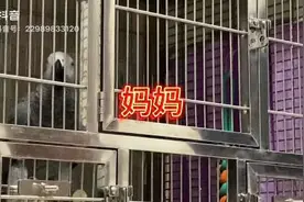 一岁前的安吉更可耐#原创视频 #能说会道的小鹦鹉