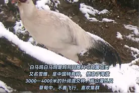 国家二级野生保护动物白马鸡现身丽江玉龙雪山保护区 #国家二级保护动物 #玉龙雪山视频封面