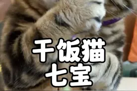 第83集丨全网最不挑食的猫咪七宝，每天不是在偷吃就是在干饭的路上#干饭最积极的小猫 #七宝干饭猫 #萌宠 #吃货猫 #贪吃猫