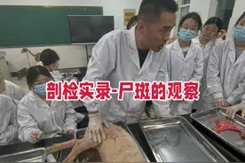 剖检实录-尸斑。也就是尸体倒卧侧的淤血，不是病变！#猪病防控