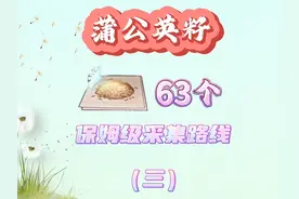 63个蒲公英籽采集路线，蒲公英籽采集点，蒲公英采集路线视频封面