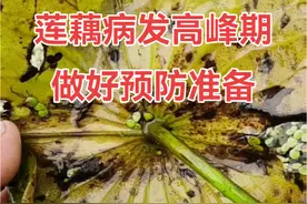 #浮萍 #病虫害防治 #莲藕 #蓟马 福寿螺5-6月份是莲藕塘病发率最高阶段，这阶段的病虫害问题会造成藕种发稞率低，黄叶，卷叶腐烂甚至枯萎情况视频封面