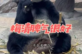 梅清生气甩竹子是一种习惯性行为表现#大熊猫梅清 #大熊猫梅清和大文 #大熊猫梅清生气有多可爱 #长隆野生动物世界  音频来源萌帅酷直播间