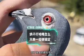 飞红枫神奇小鸟的鸽主教你如何解决鸽子打呼噜 #快手宠物天团视频封面